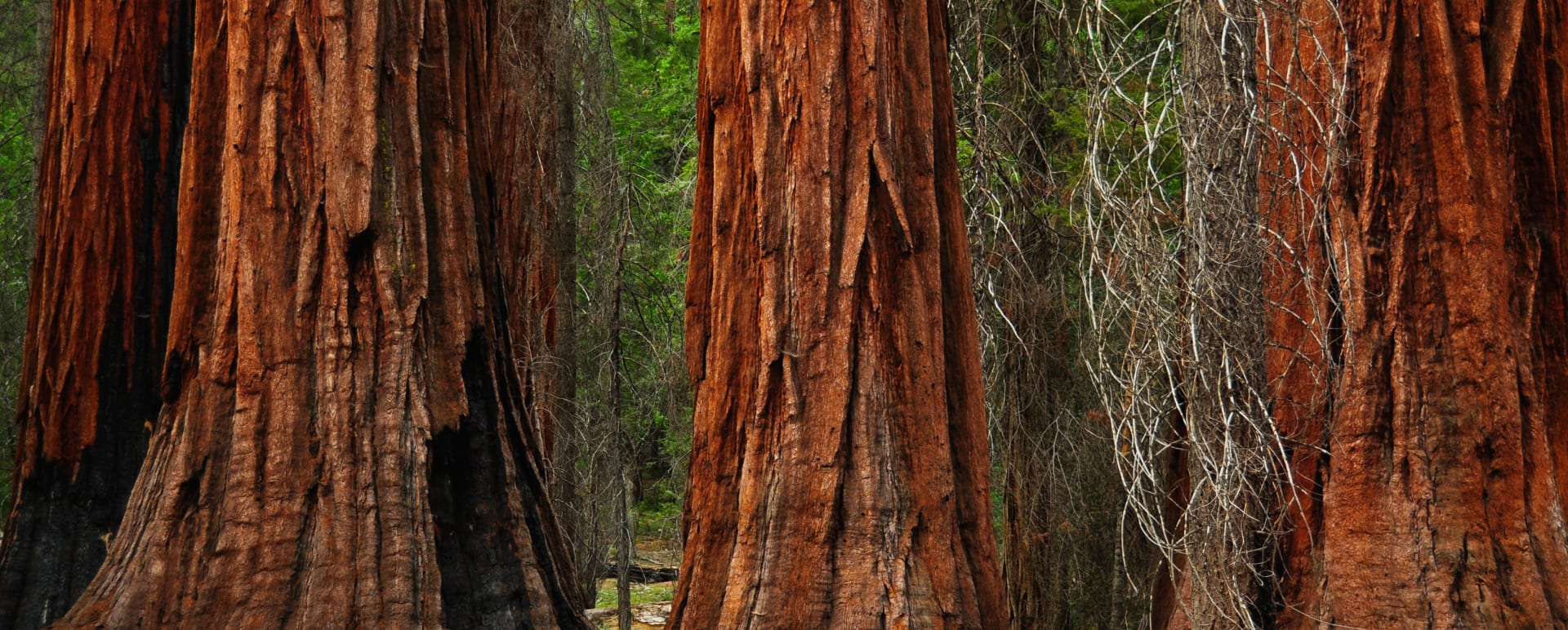 Yosemite Hiking Excursion