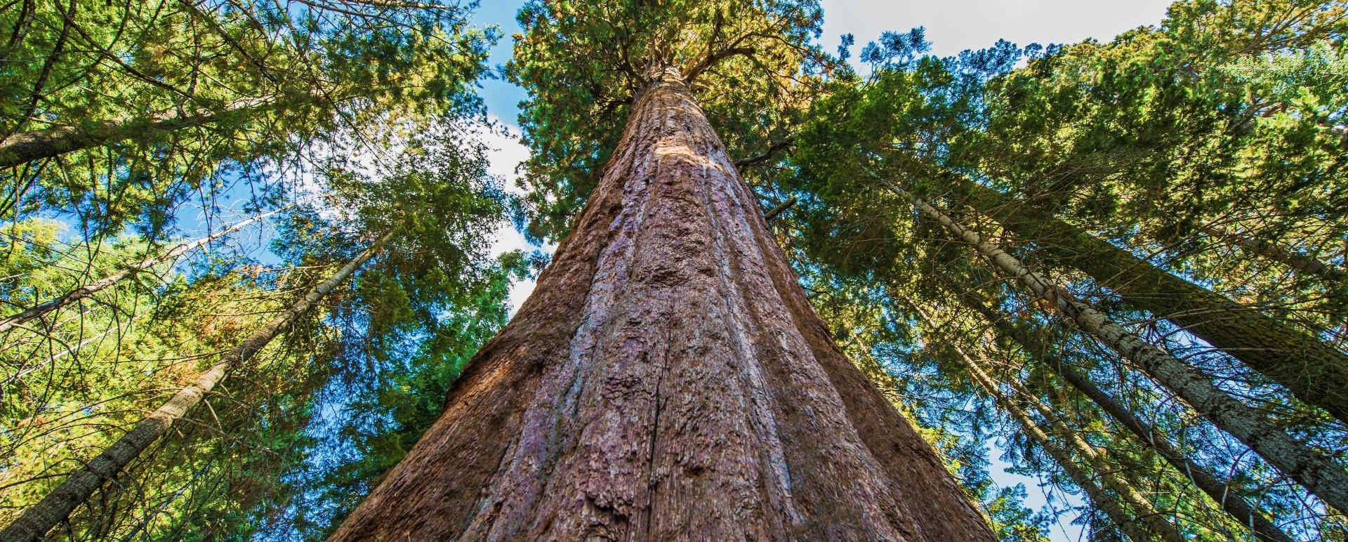 Redwoods - Sunny California Road Trip 