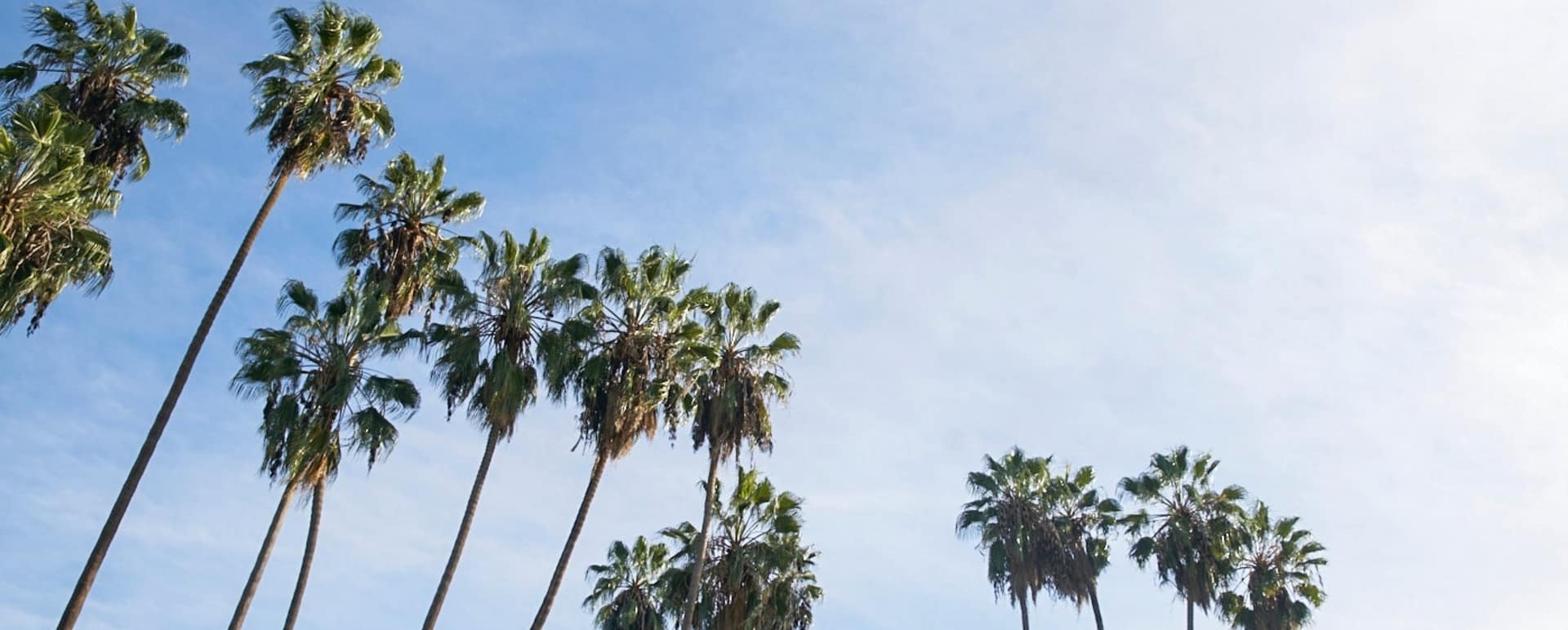Palm Trees  