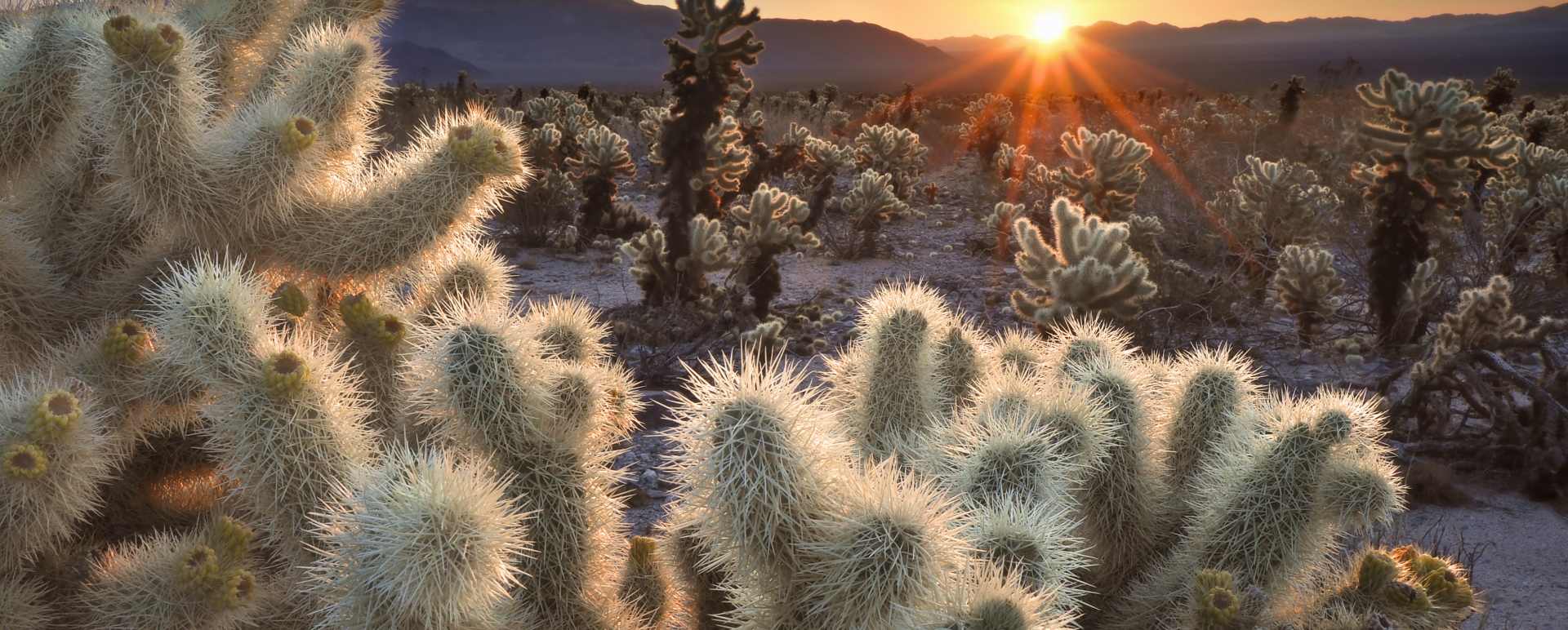 Joshua Tree National Park 