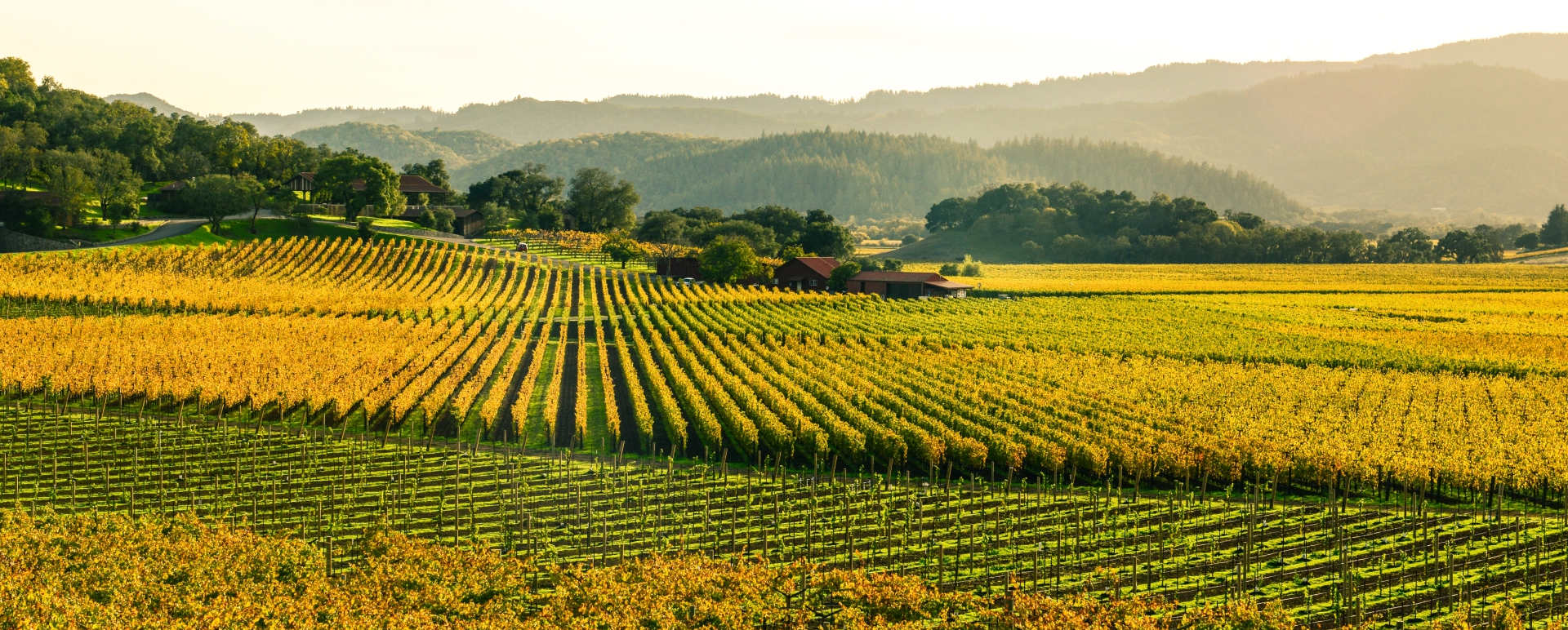 Napa Valley 