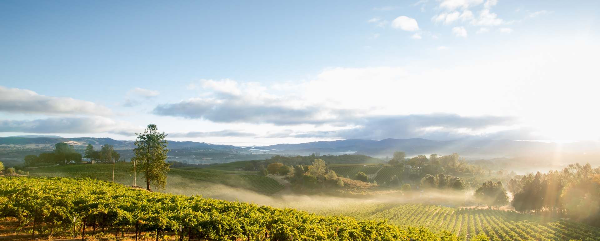 Vineyards  