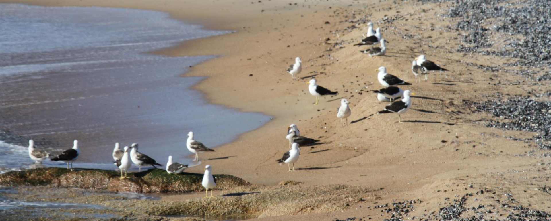 Beach - Bahia Vik