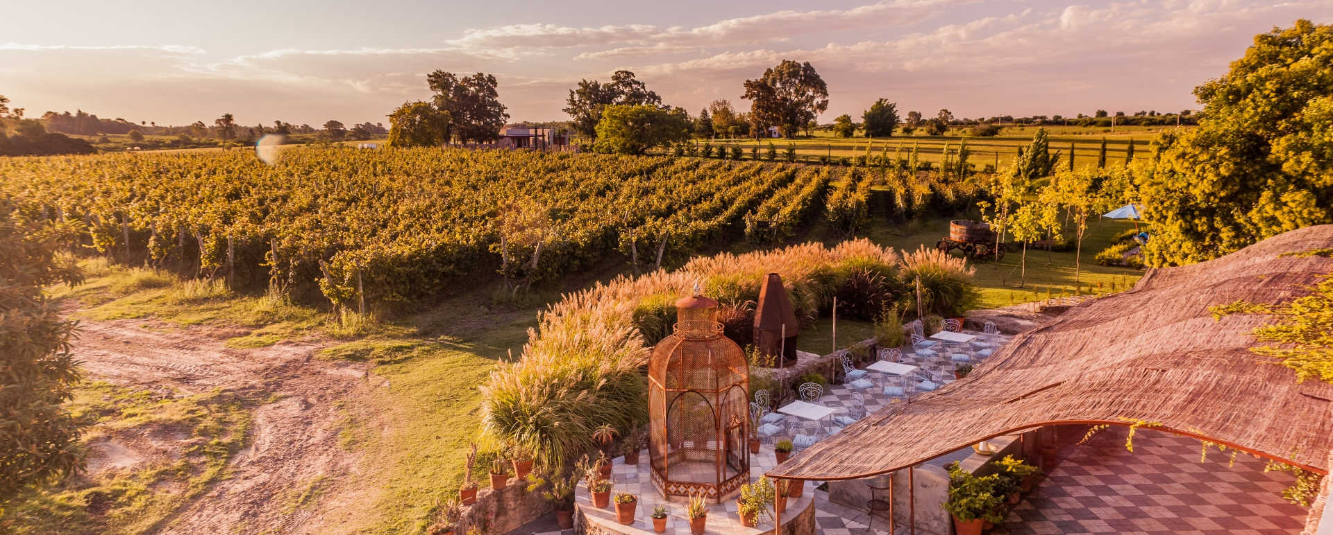 Vineyard - Finca Narbona
