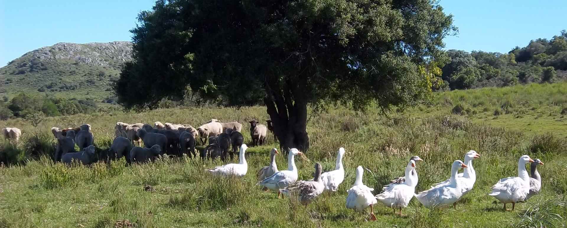 El Balcon Del Abra - Local Wildlife 