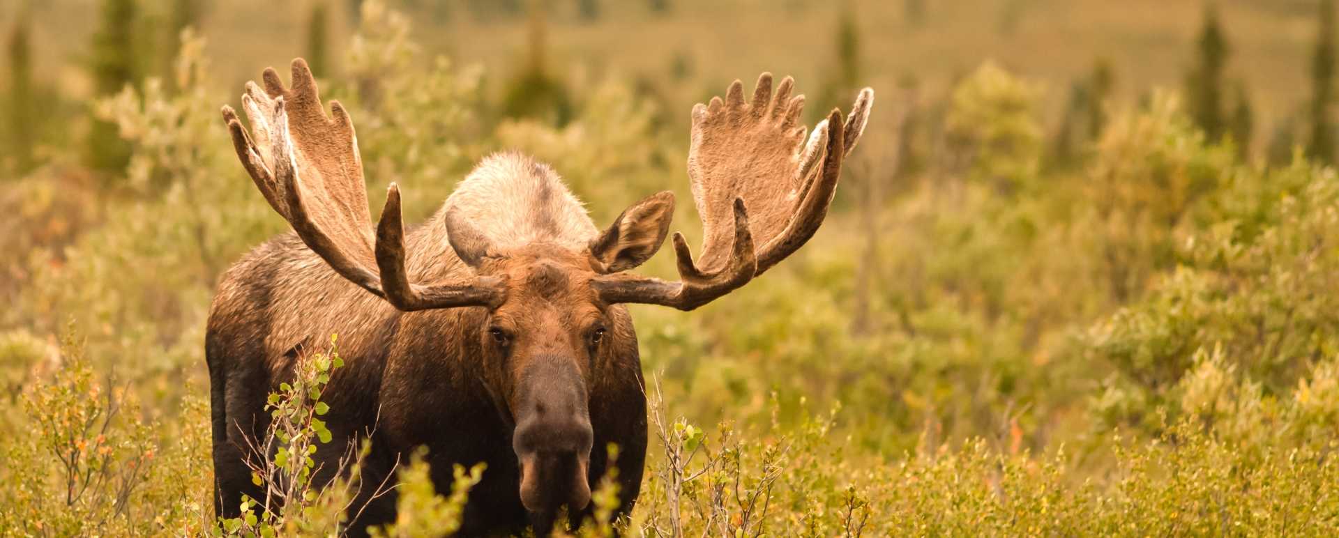 Denali and Alaskan Wilderness