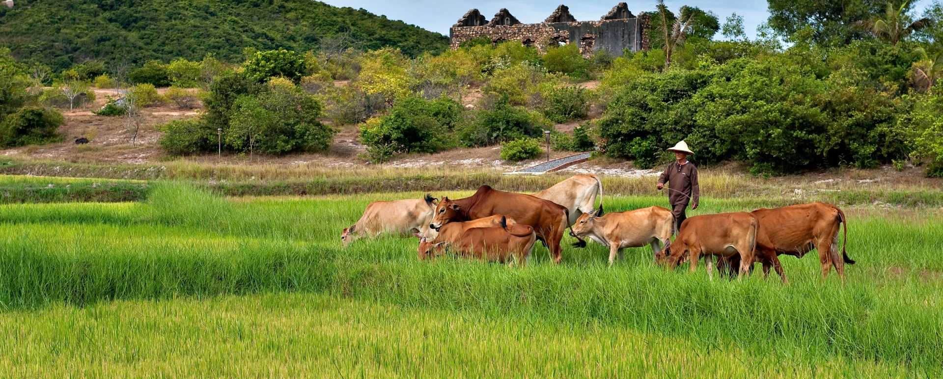 Bai San Ho - Paddy Fields 