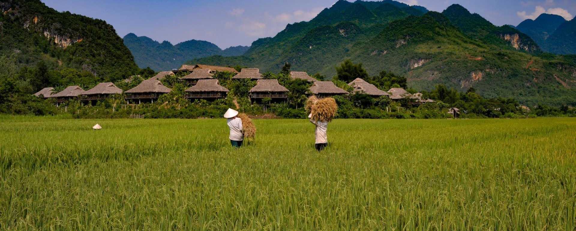 Farming on the paddy fields - Mai Chau Ecolodge 