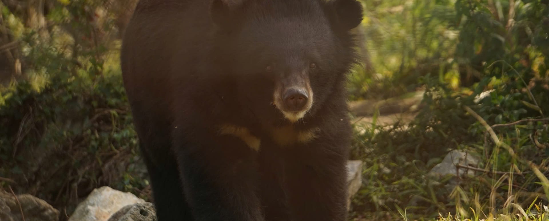Sun Bear Sanctuary Cuc Phuong National Park