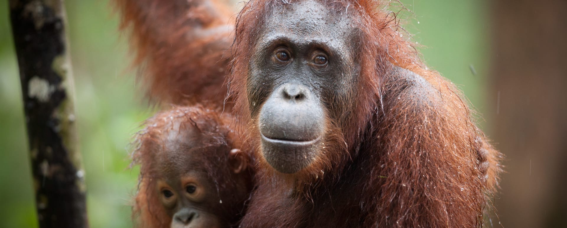Orangutans 