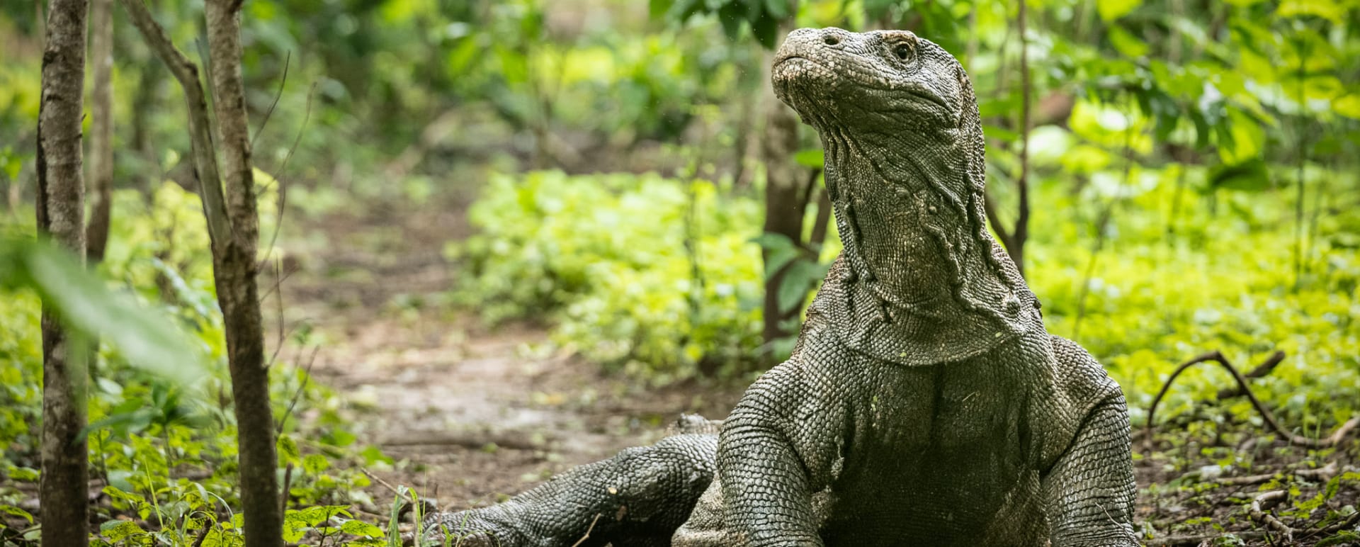 Komodo Dragon 