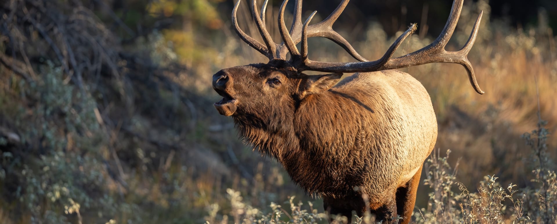 Elk 