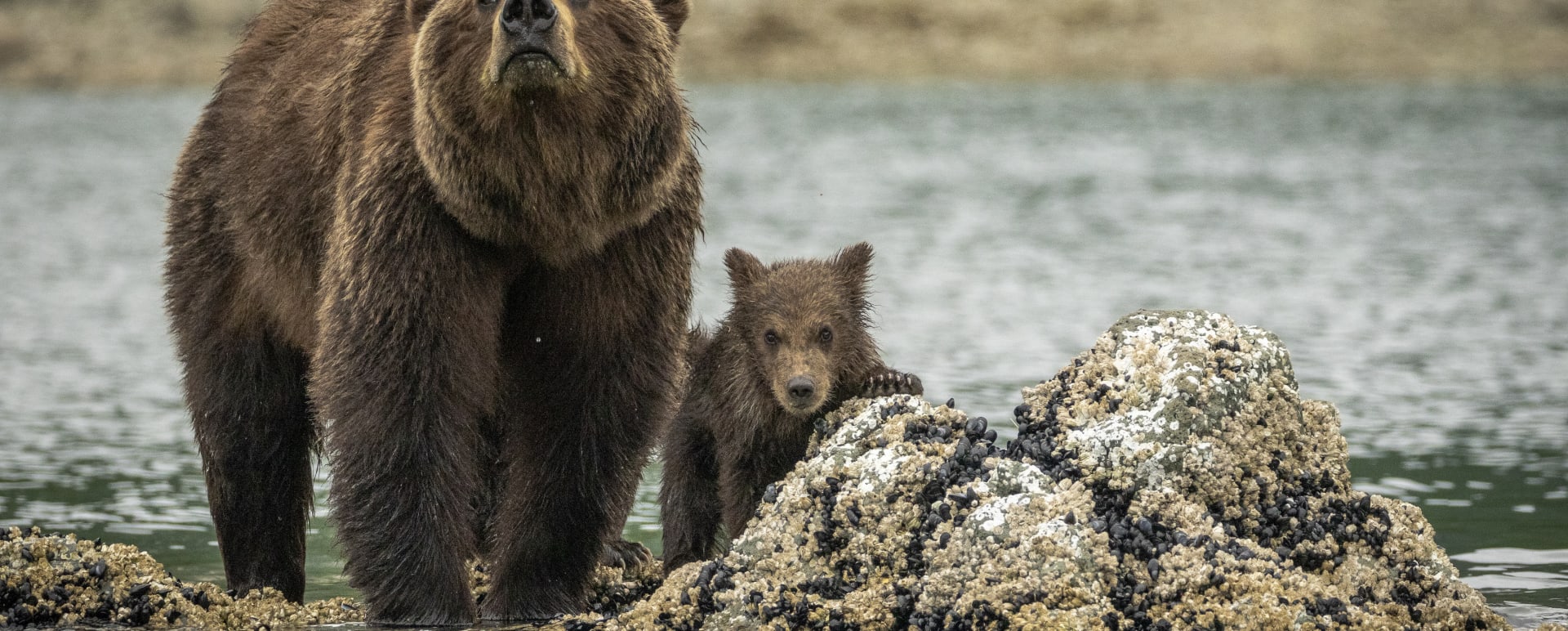 Bear with Cub 