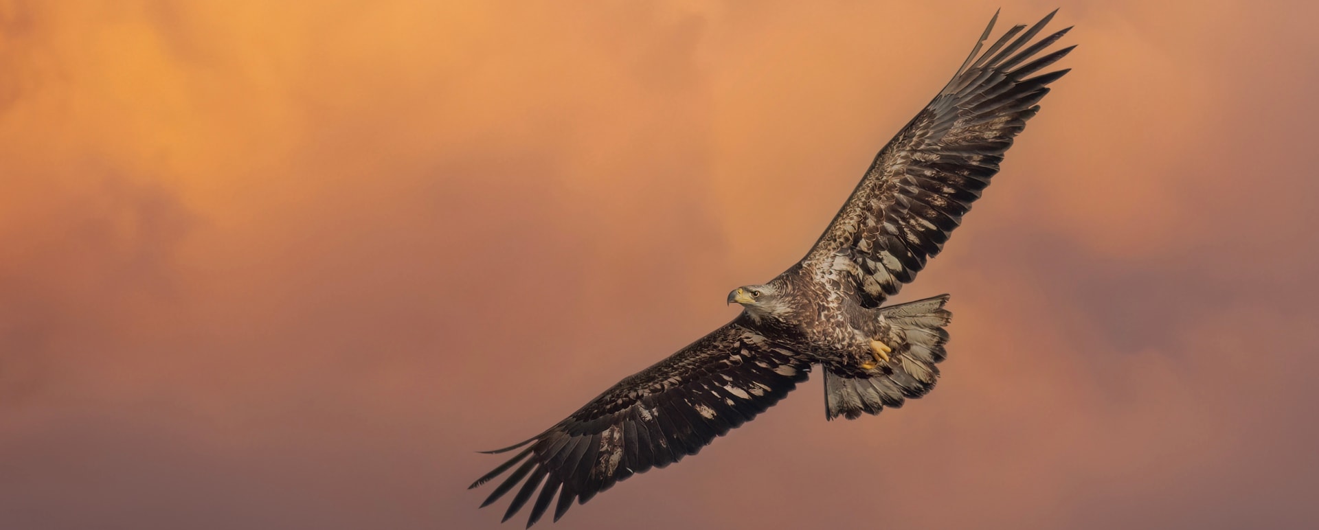 Juvenile Bald Eagle 