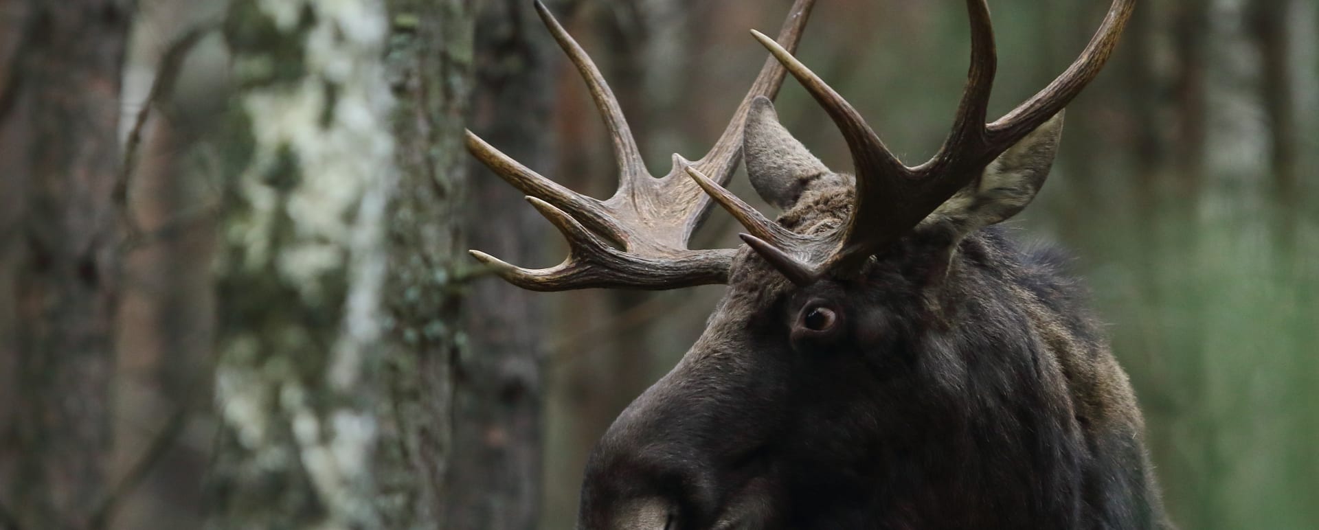 Moose 