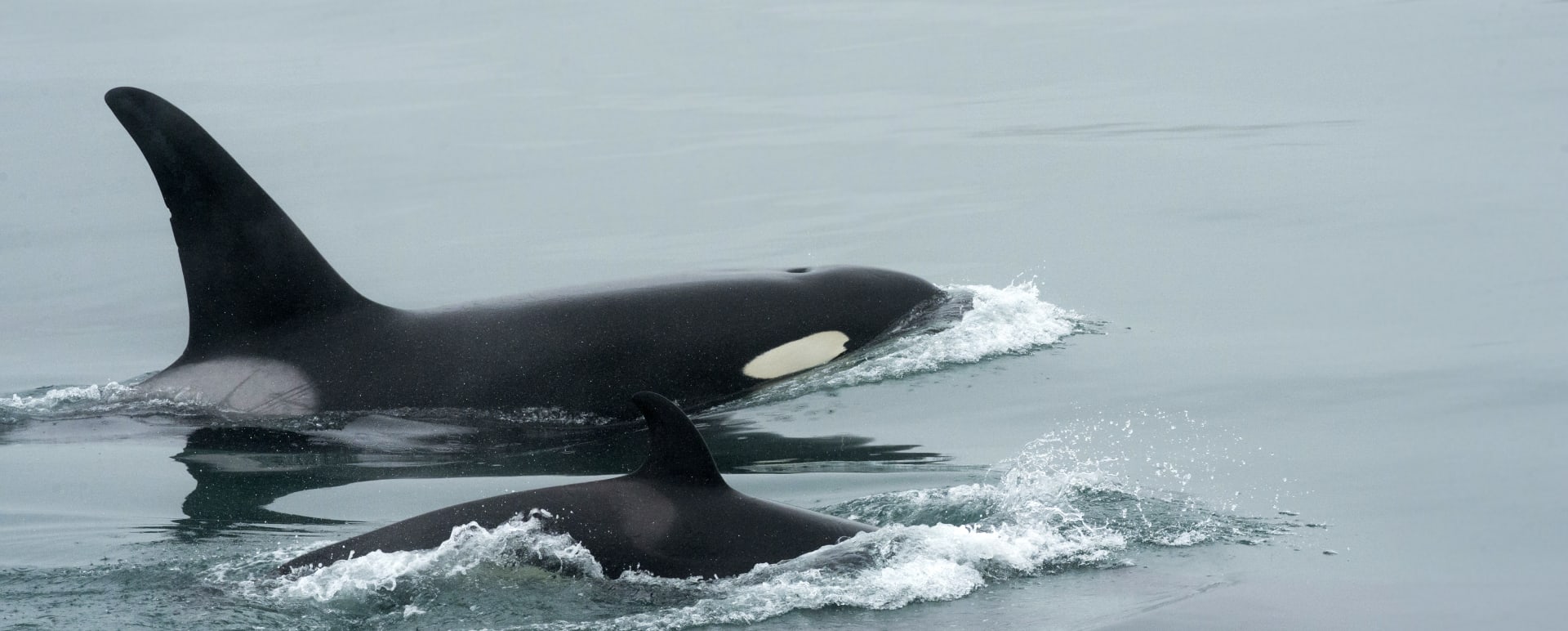 Orca 