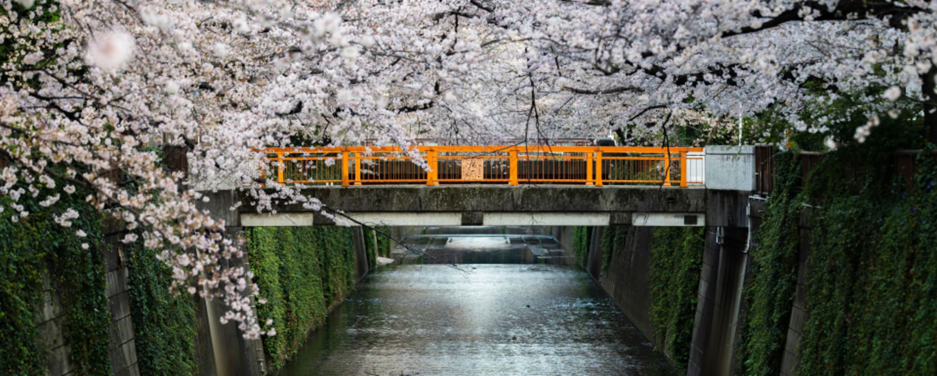 MEguro River Tokyo 