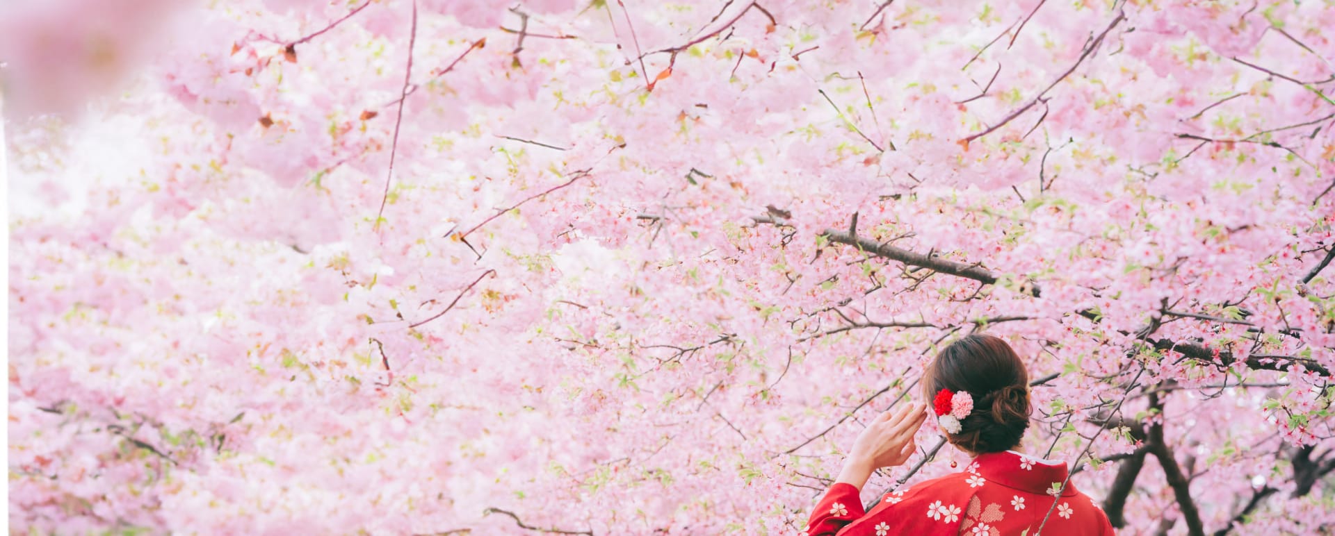 Pink Cherry Blossom 