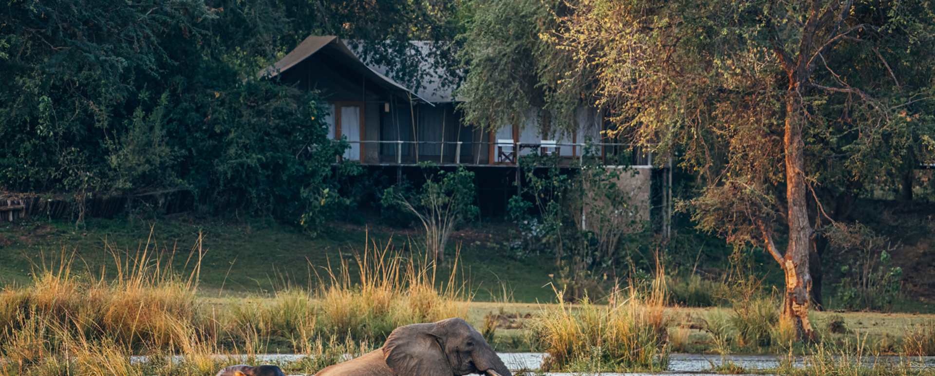 Elephants in front of tent 