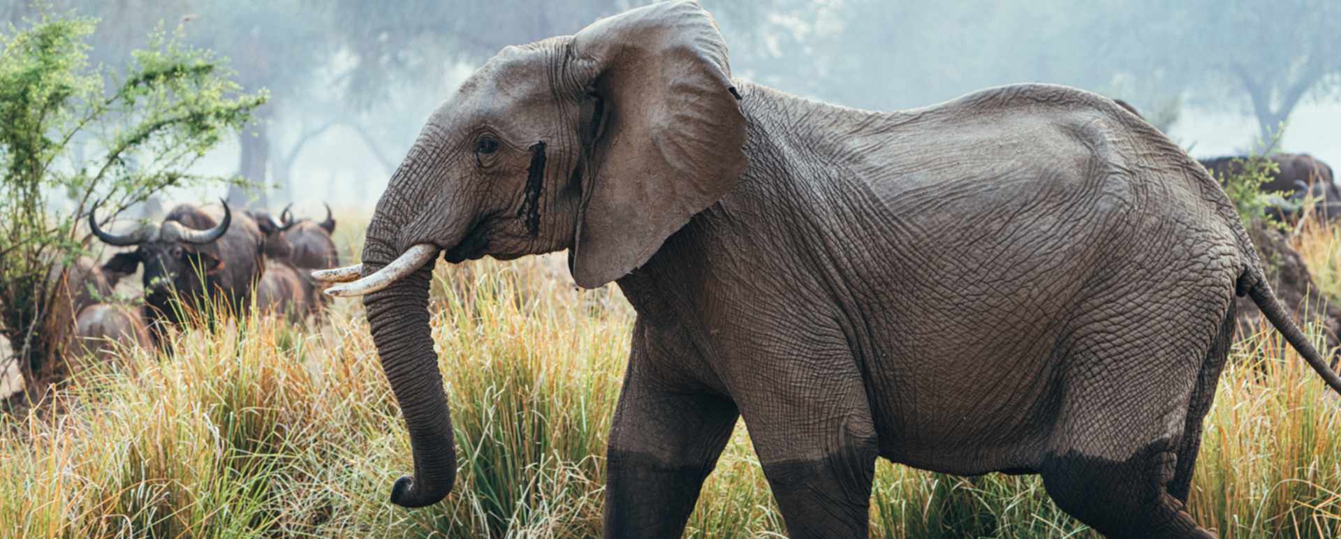 Elephant Safari 