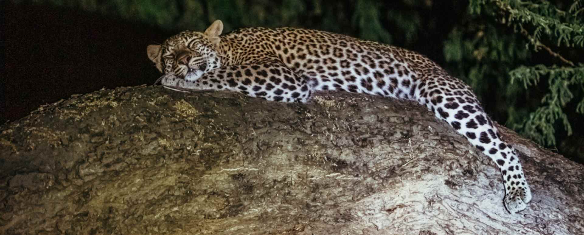 Evening Safari 