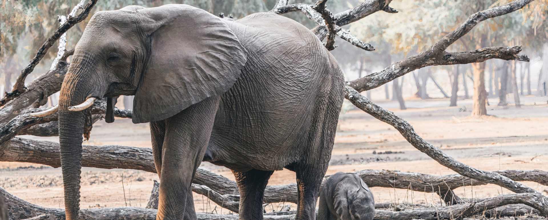 Elephant 
