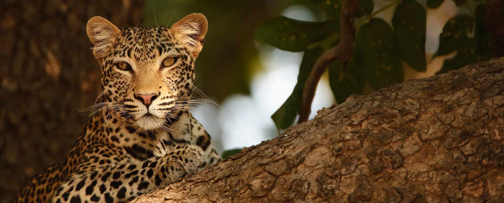 Leopard - Island Bush Camp