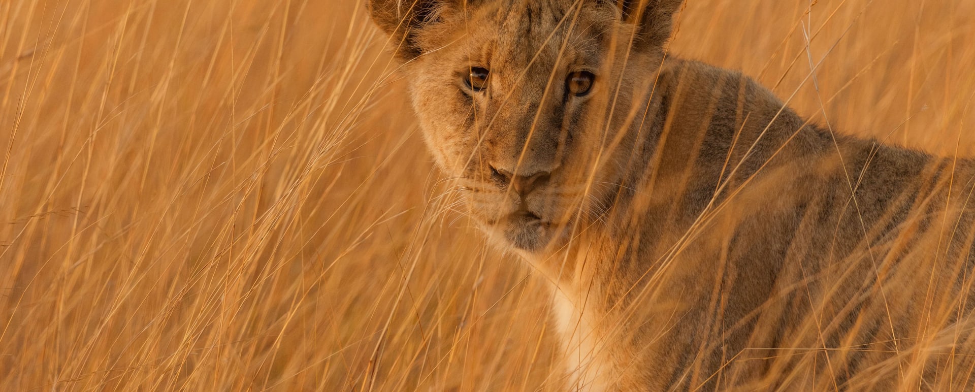 Lion 