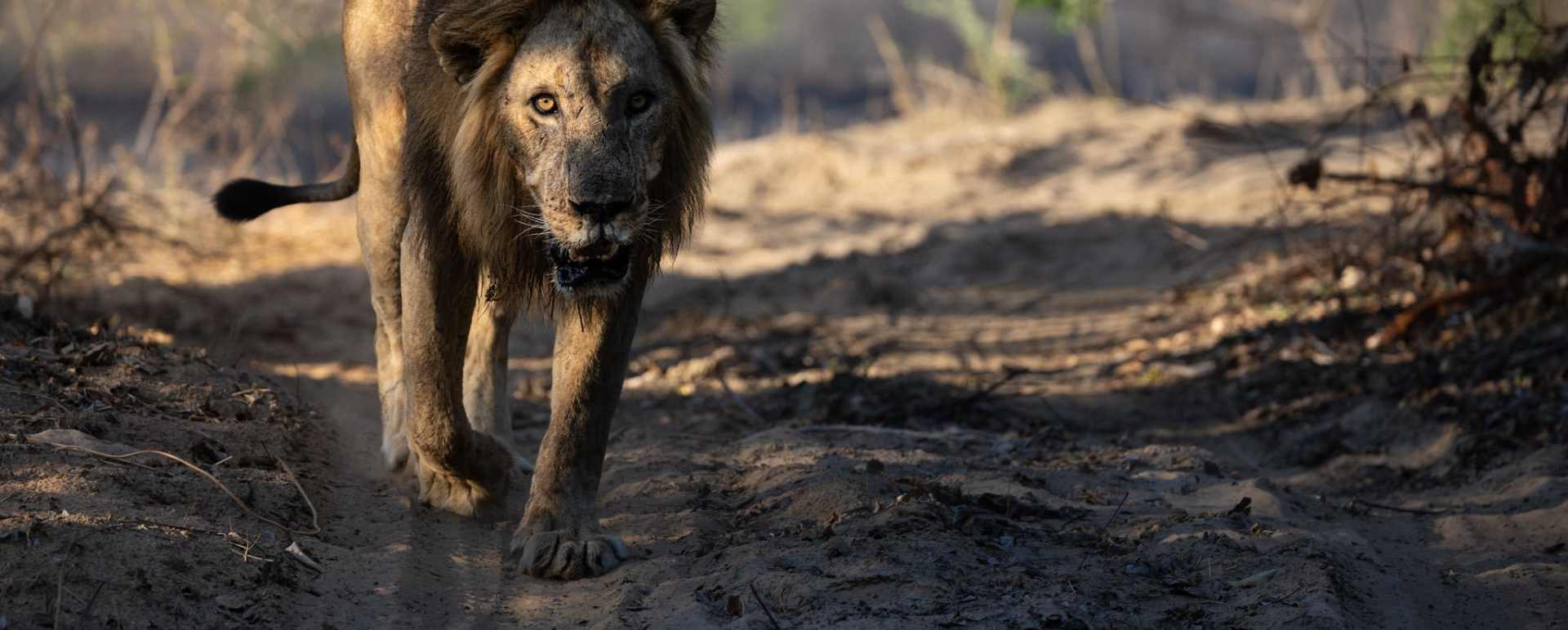 Male Lion 