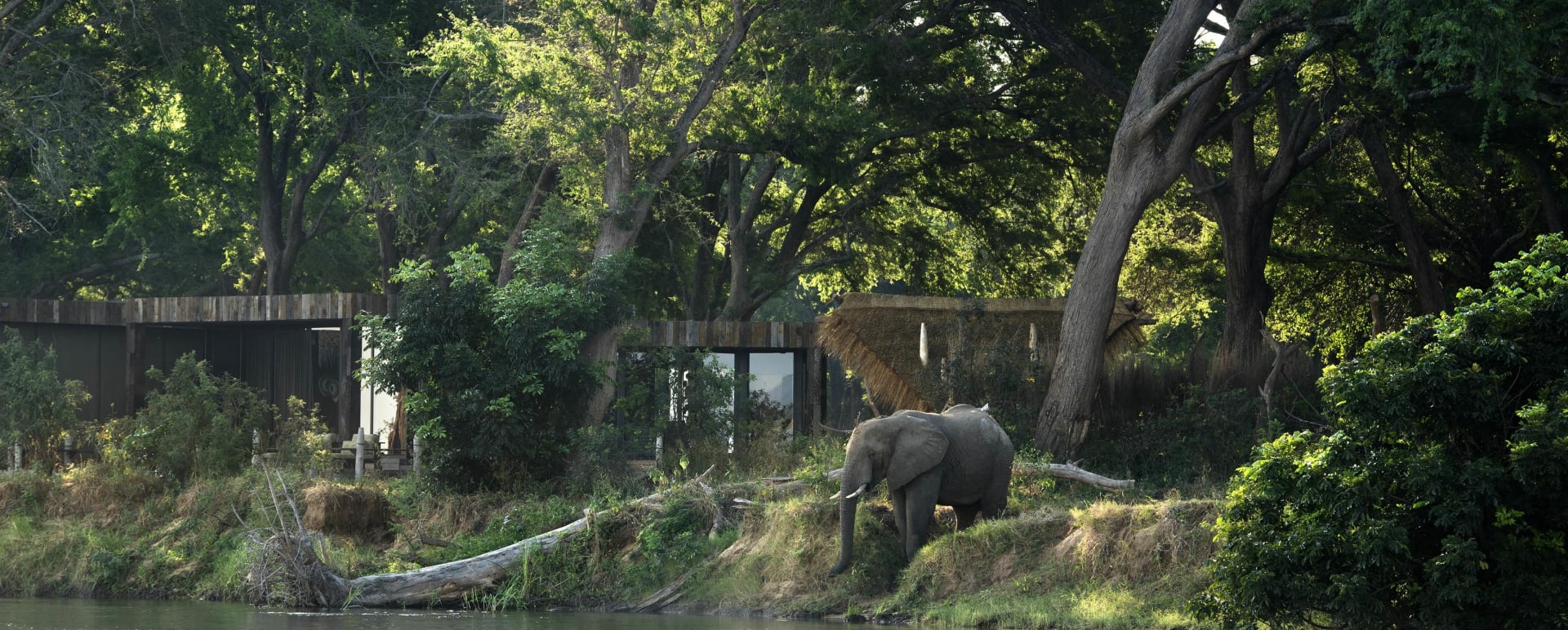 Elephant 