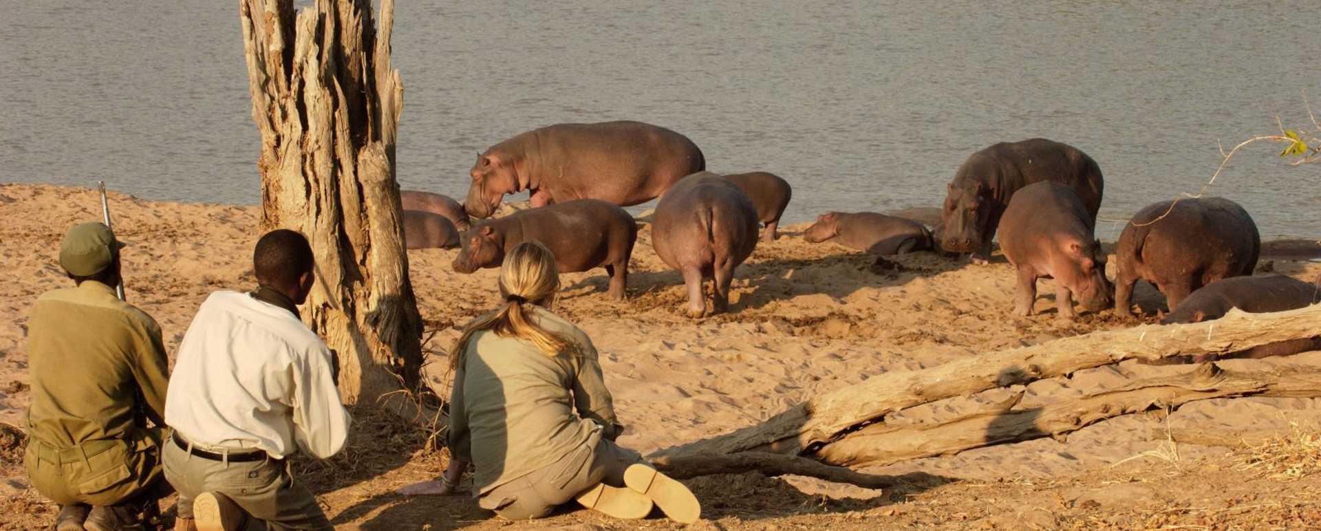 Hippos - Mchenja