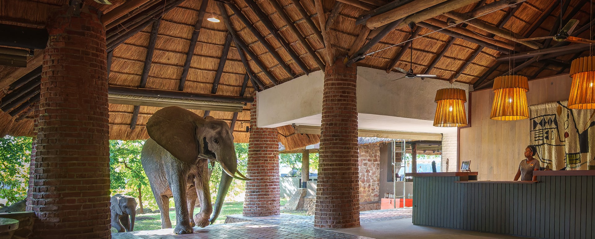 Elephants 