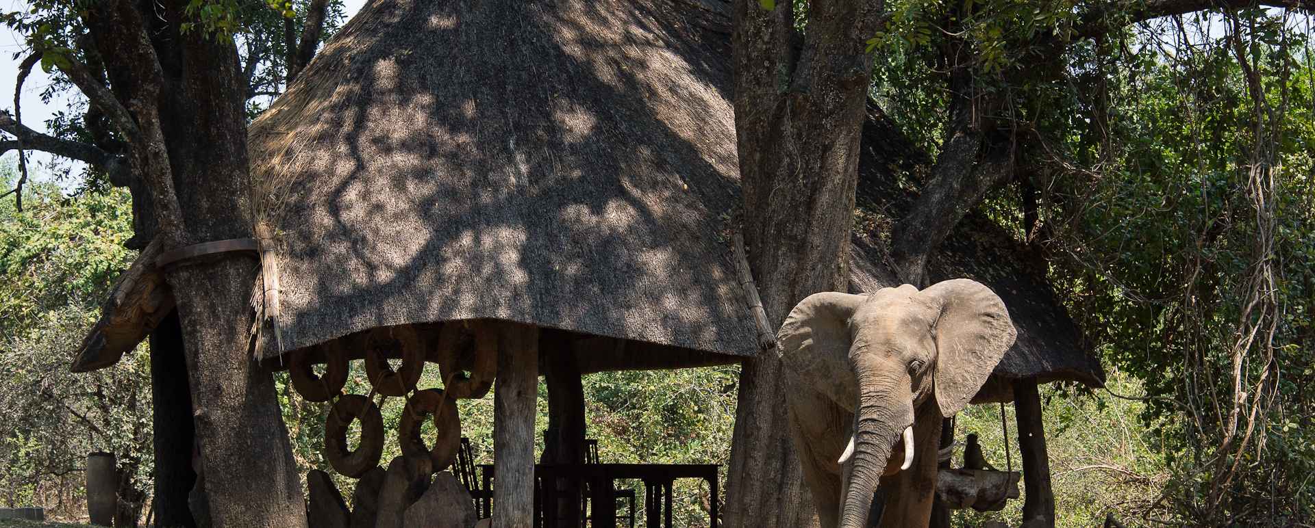 Elephant  