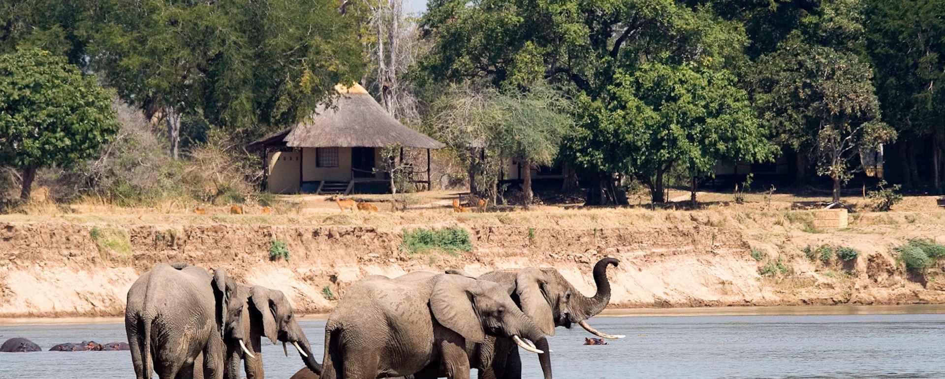 Elephants - Nsefu Camp