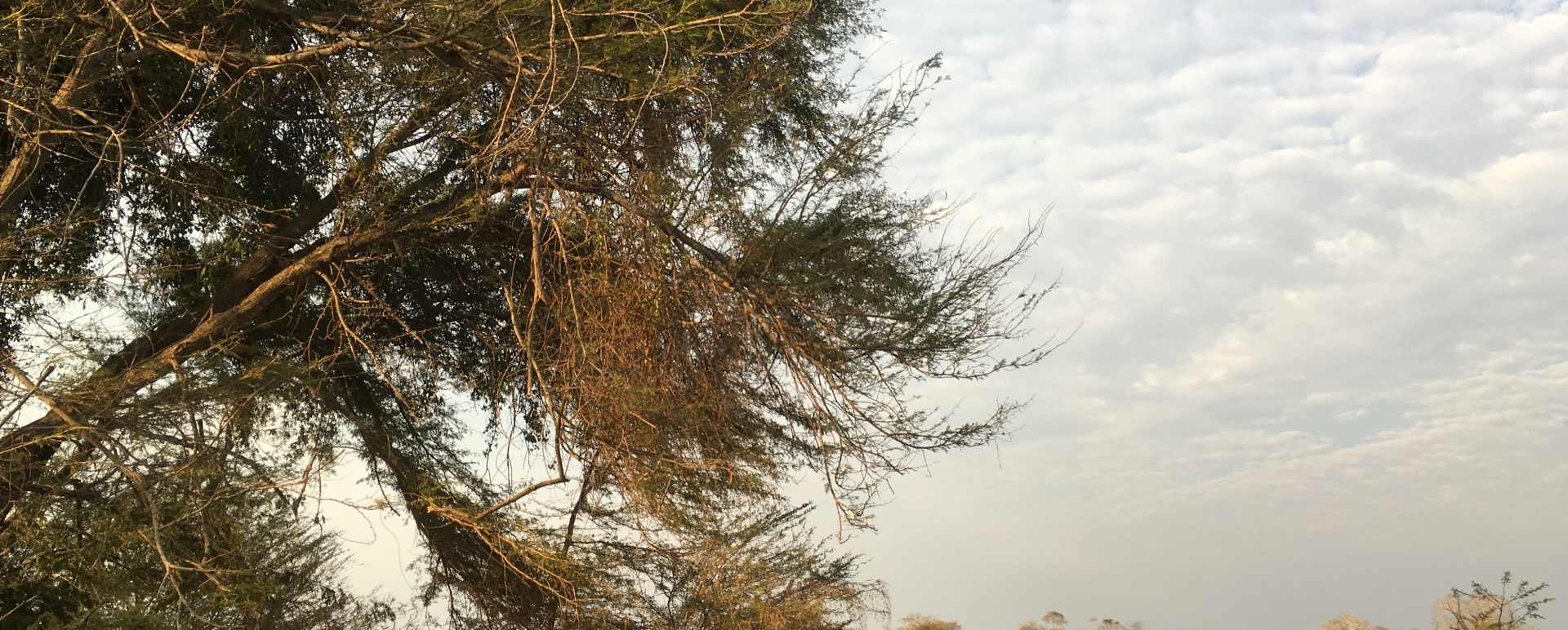 Camouflaged camp - Ntemwa Busanga Camp