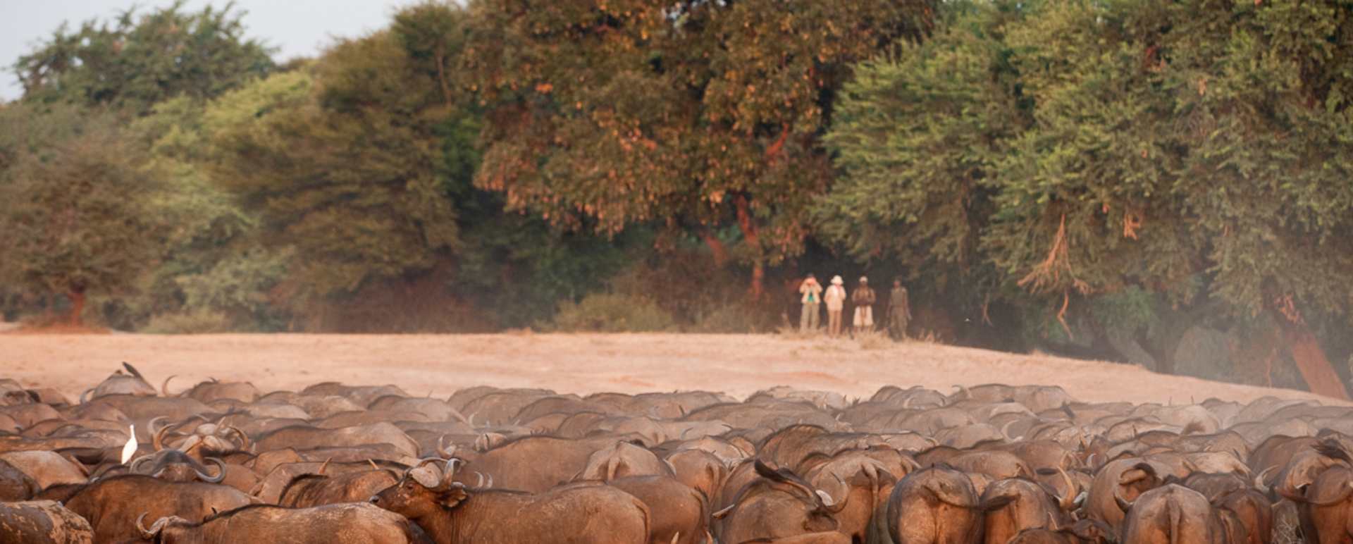 Walking safari at Old Mondoro