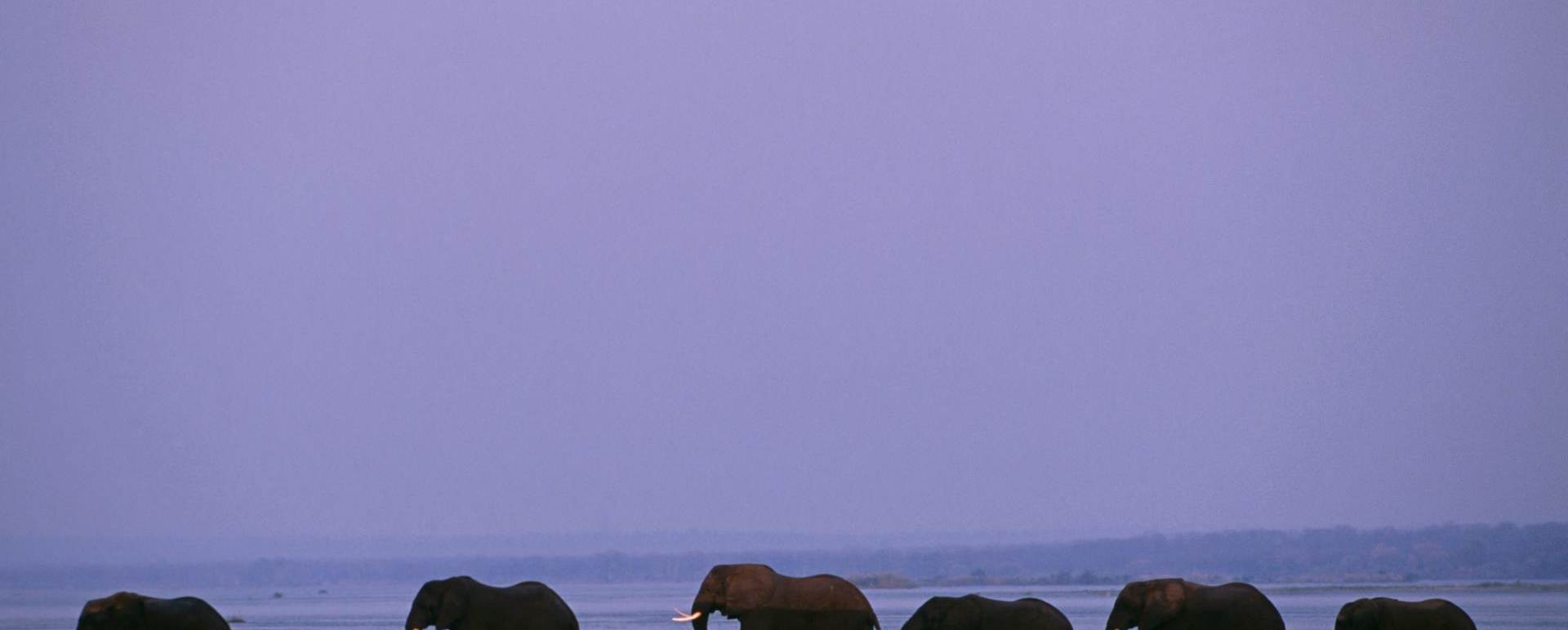 Elephants crossing - Old Mondoro