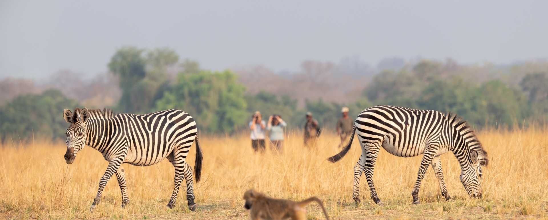 Zebra and baboon on walking safari 