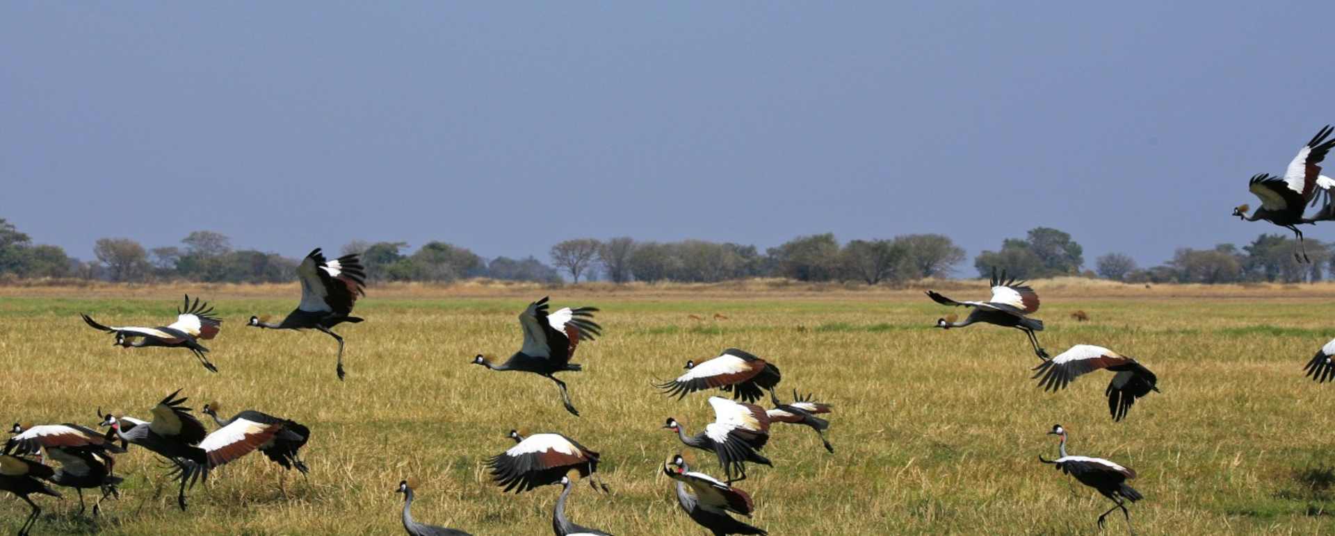 Shumba Camp