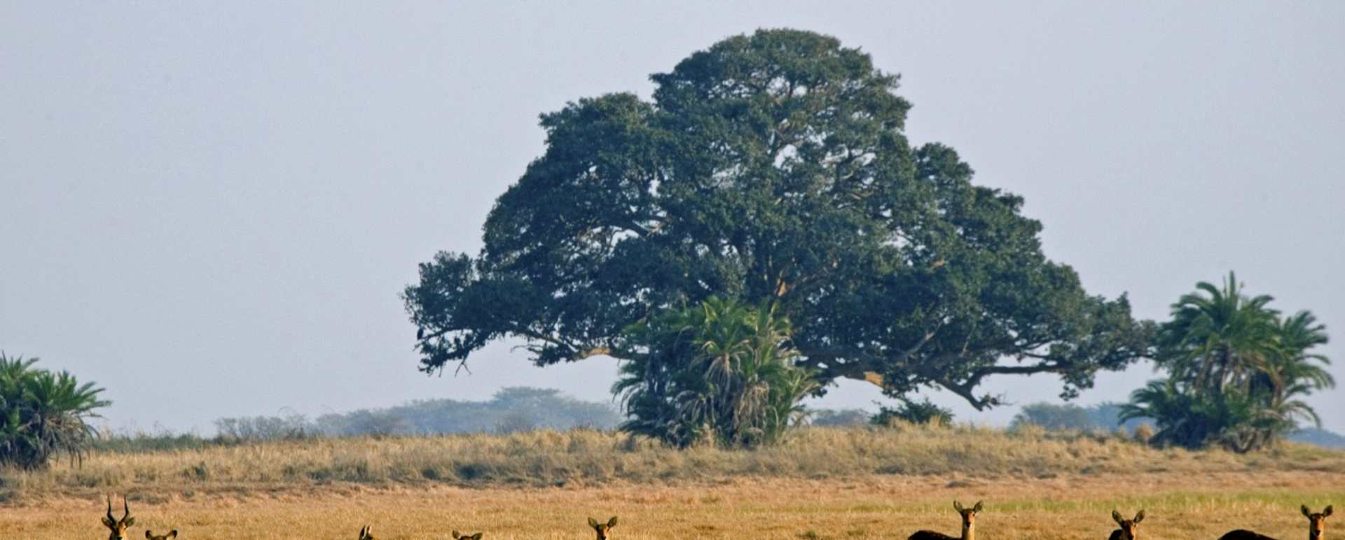 Shumba Camp