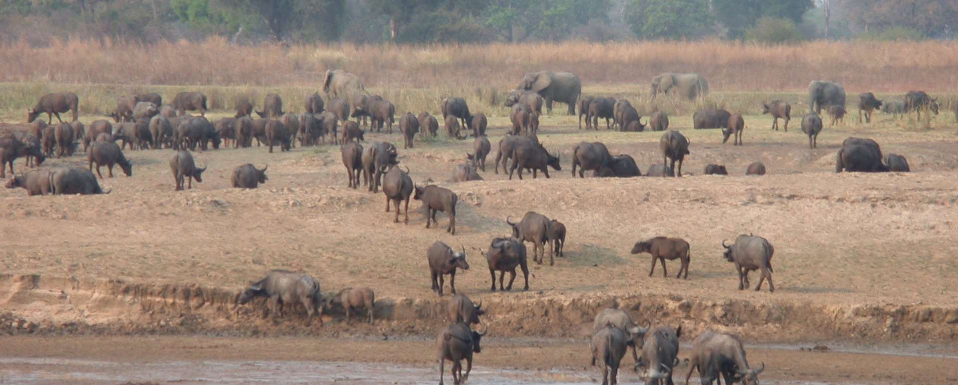 Buffalo 