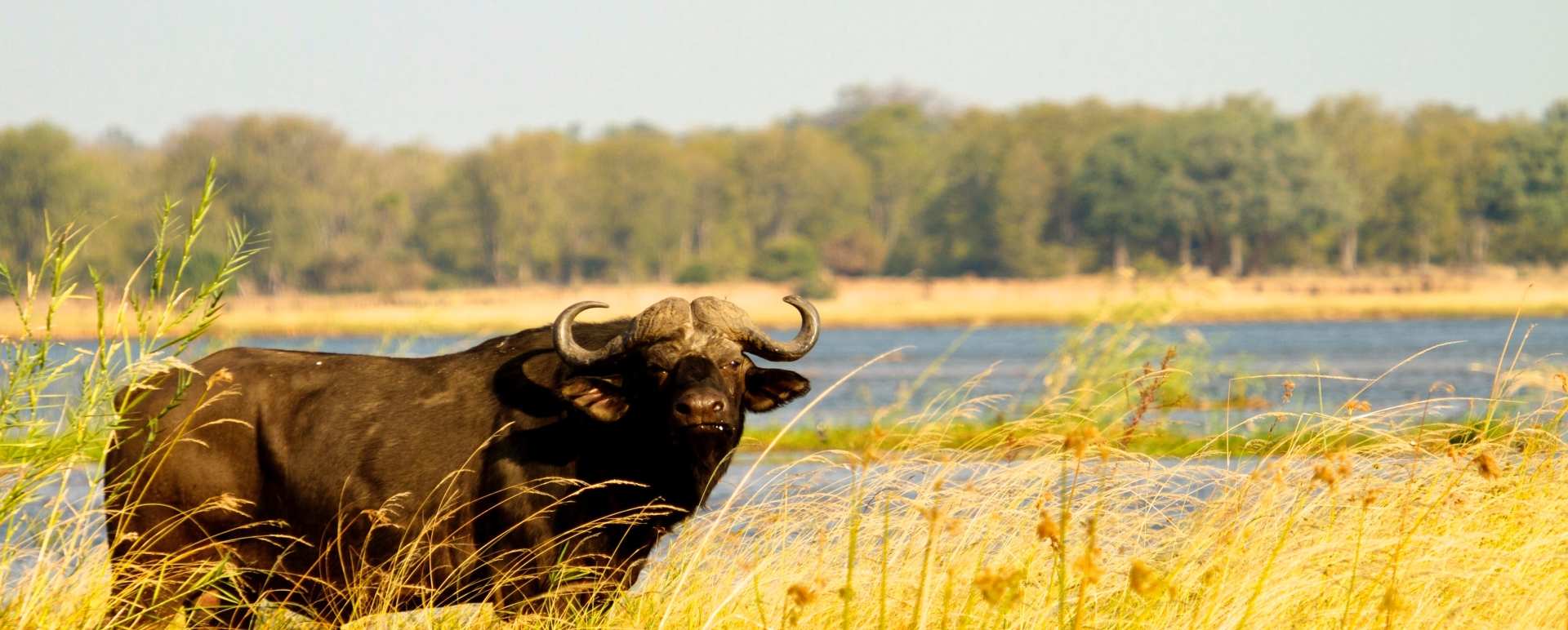 Buffalo - 