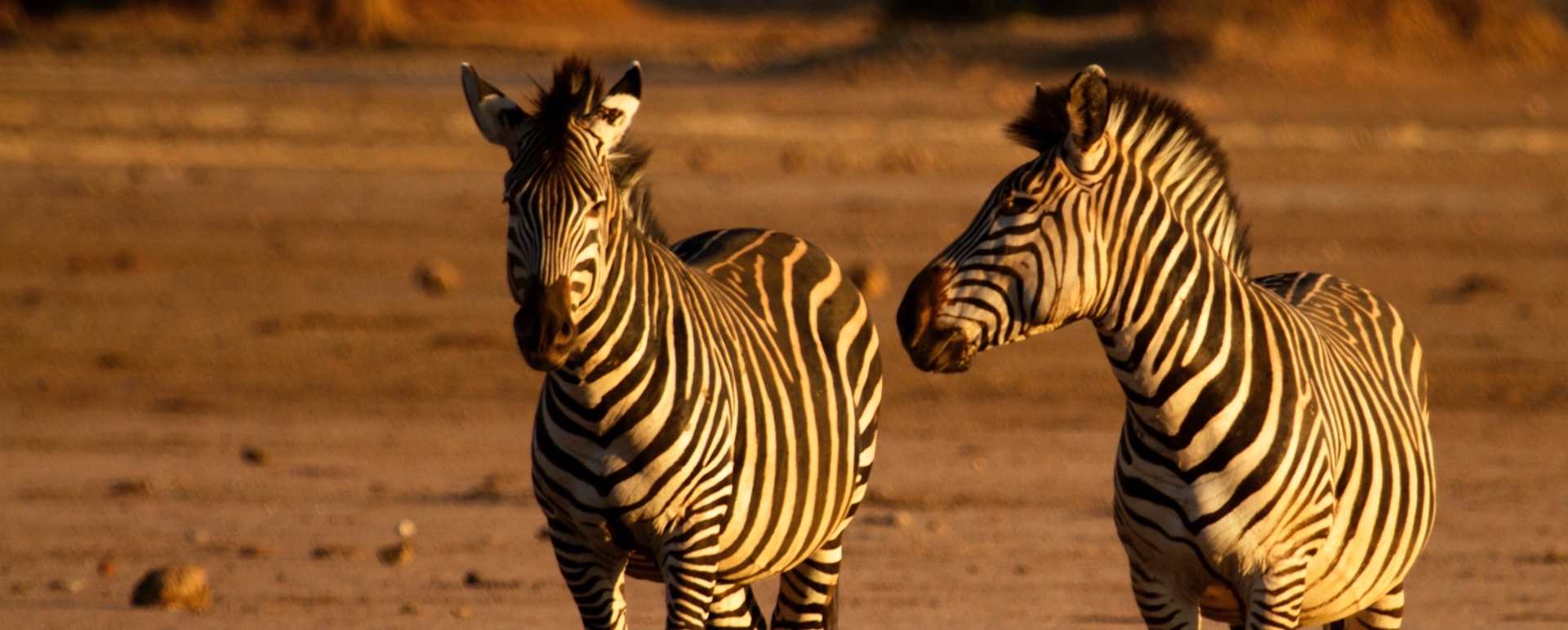 Zebra - 