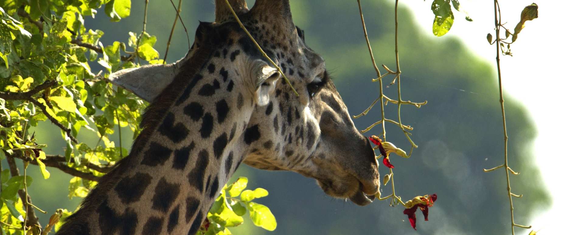 Giraffe - Best of Zambia