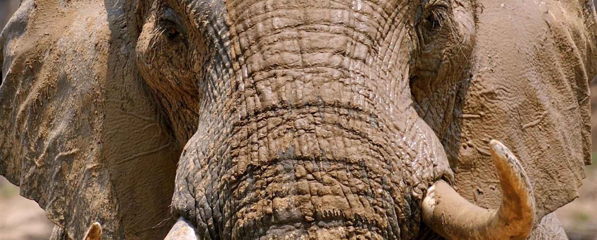 Elephant - Exploring Southern Luangwa