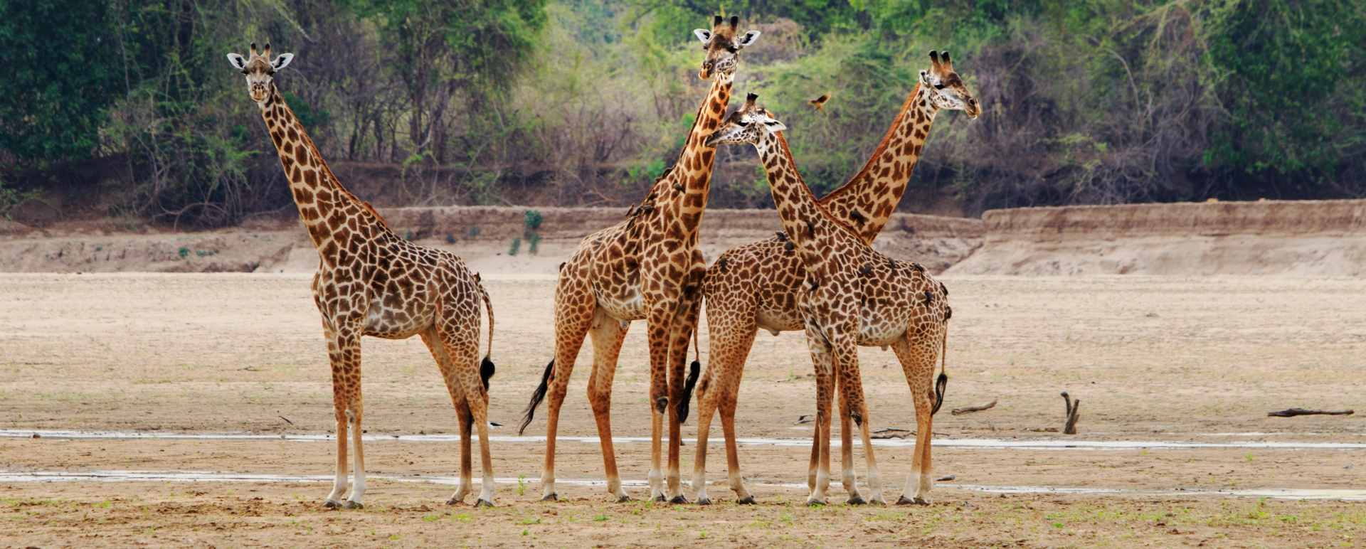Limitless Botswana   