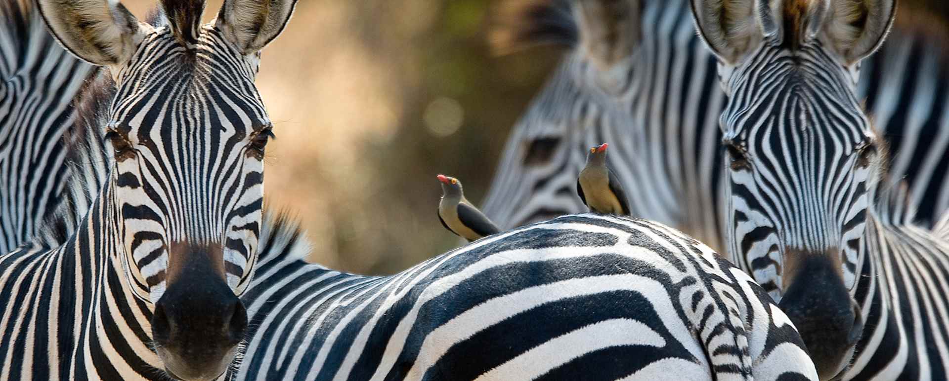 Zebra - Zambia Mobile Walking Safari