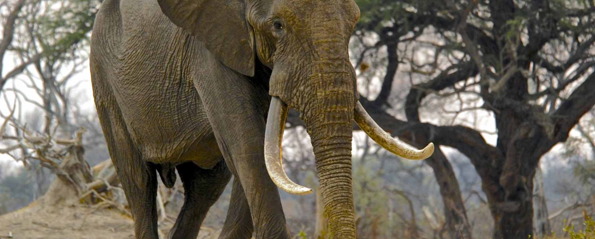 Big Hwange Bull - Bomani Tented Lodge 