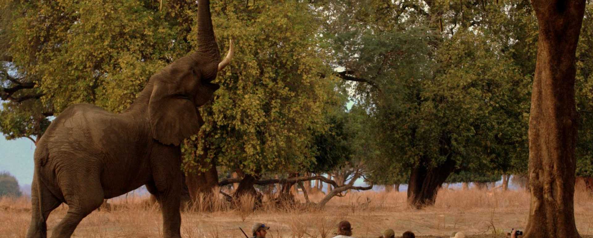 Game viewing - Goliath Safari Camp