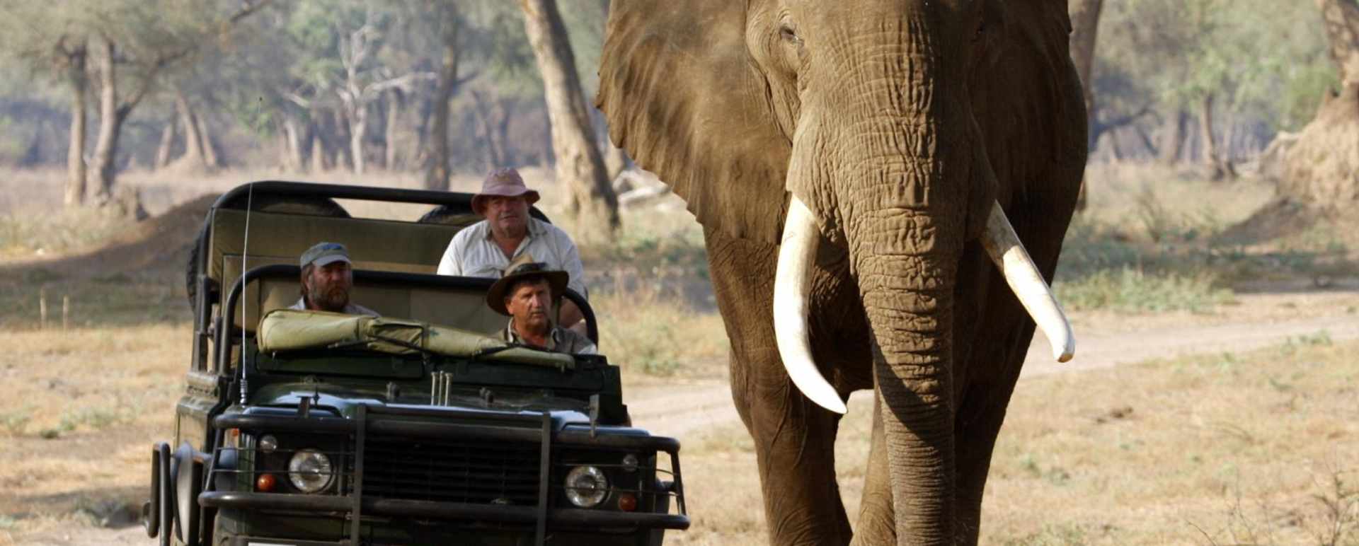 Stretch with bull elephant - Goliath Safari Camp